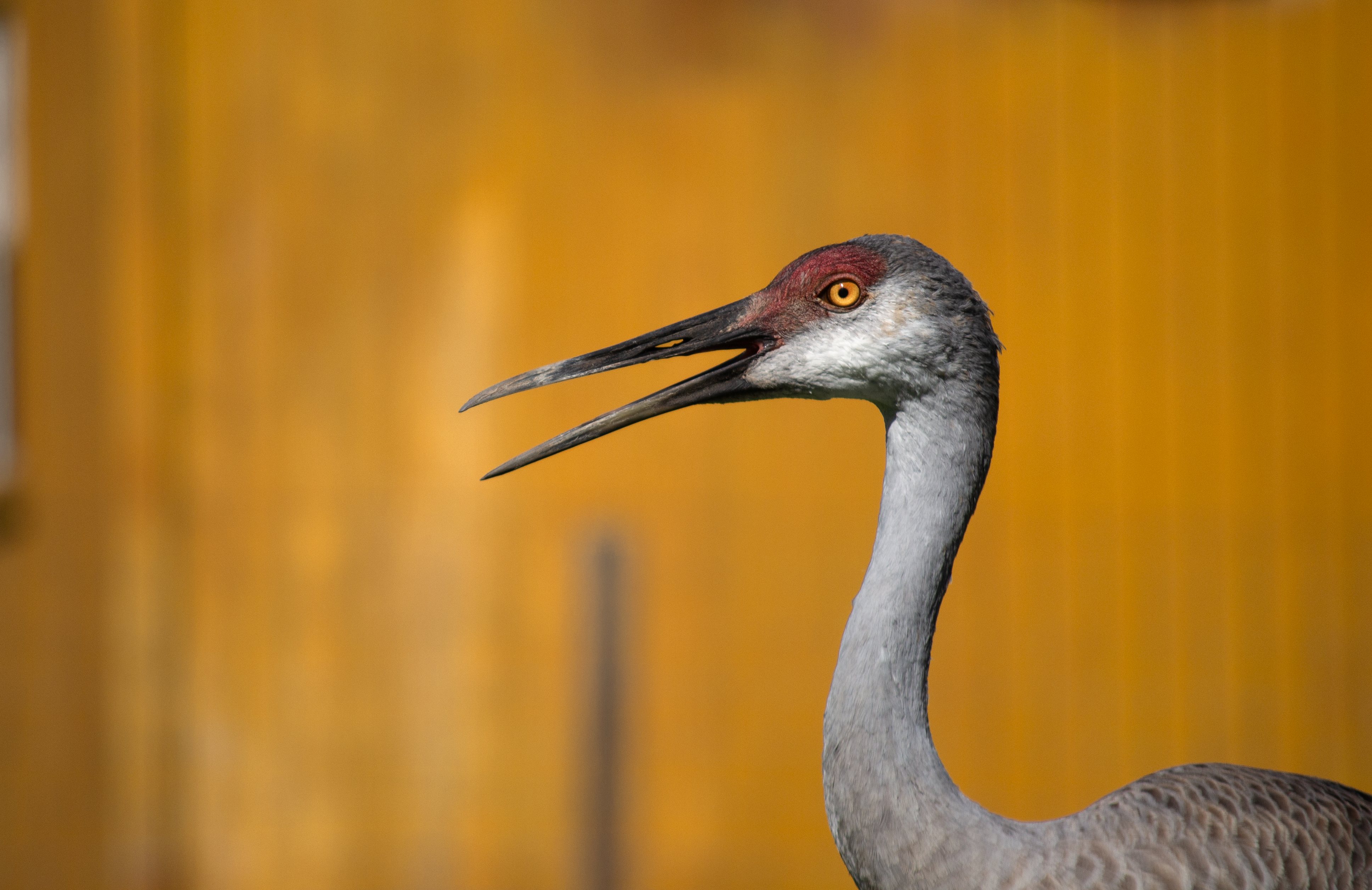 Sandhill crane